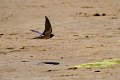 2011-05-27-Oiseaux---Plage-devant-la-Piscine-046