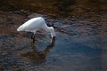 Aigrette_au_Betey-2