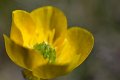 2008-04-25Buttercup07