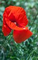 2009-06-28FleursaMontrichard01b